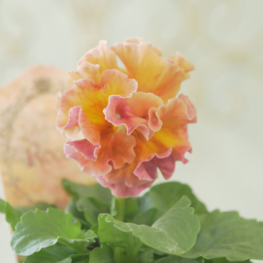 佐藤園芸さんオリジナル　パンジー【ローブ・ドゥ・アントワネット　ロココ】 ㉕