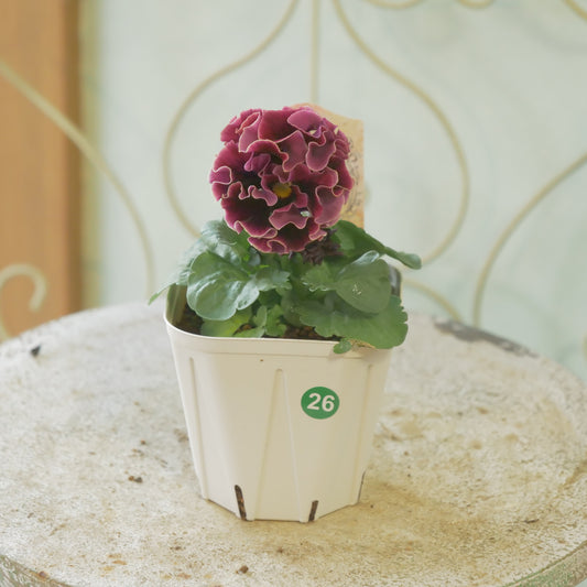 佐藤園芸さんオリジナル　パンジー【ローブ・ドゥ・アントワネット　ロココ】 ㉖