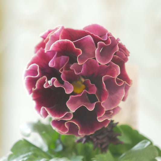 佐藤園芸さんオリジナル　パンジー【ローブ・ドゥ・アントワネット　ロココ】 ㉖