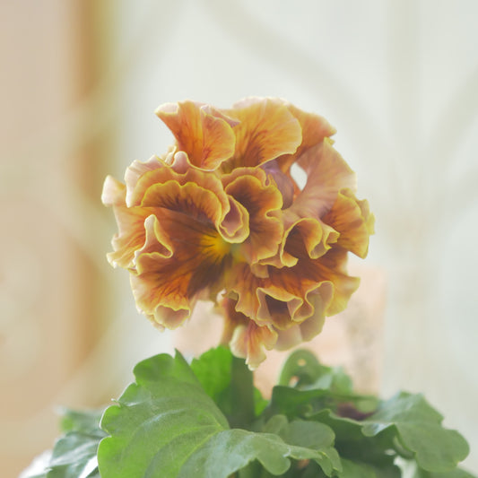 佐藤園芸さんオリジナル　パンジー【ローブ・ドゥ・アントワネット　ロココ】 ㉗