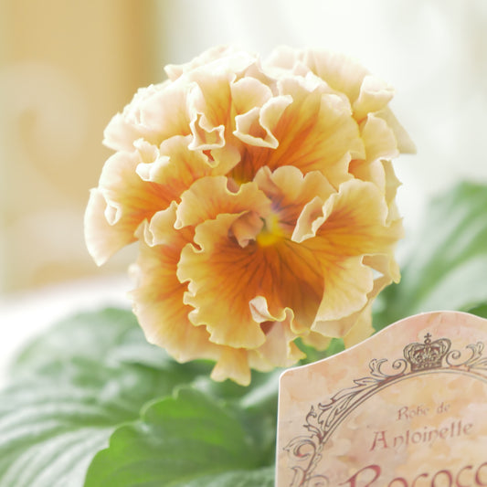 佐藤園芸さんオリジナル　パンジー【ローブ・ドゥ・アントワネット　ロココ】 ㉞