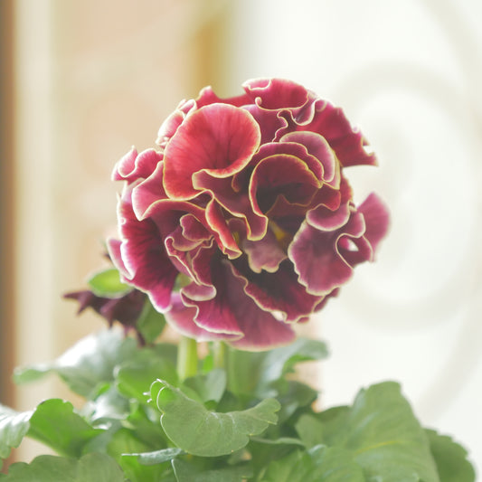 佐藤園芸さんオリジナル　パンジー【ローブ・ドゥ・アントワネット　ロココ】 ㉟