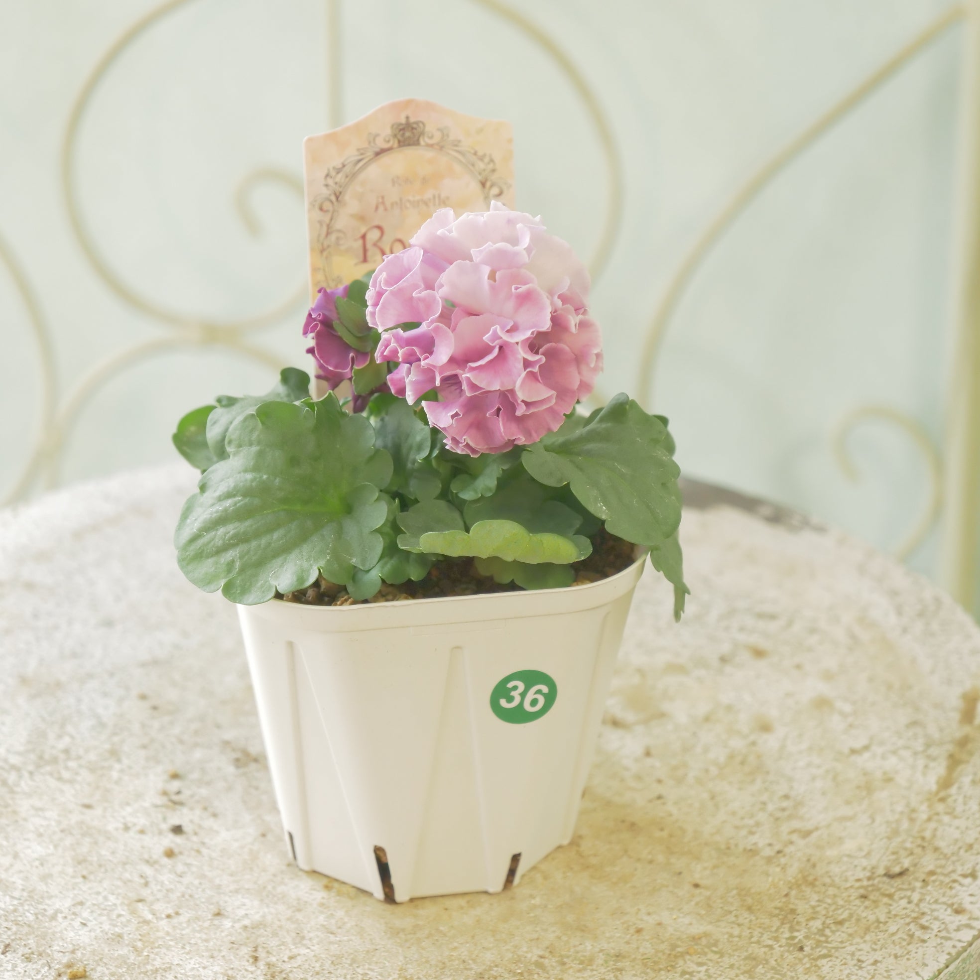 佐藤園芸さんオリジナル パンジー【ローブ・ドゥ・アントワネット