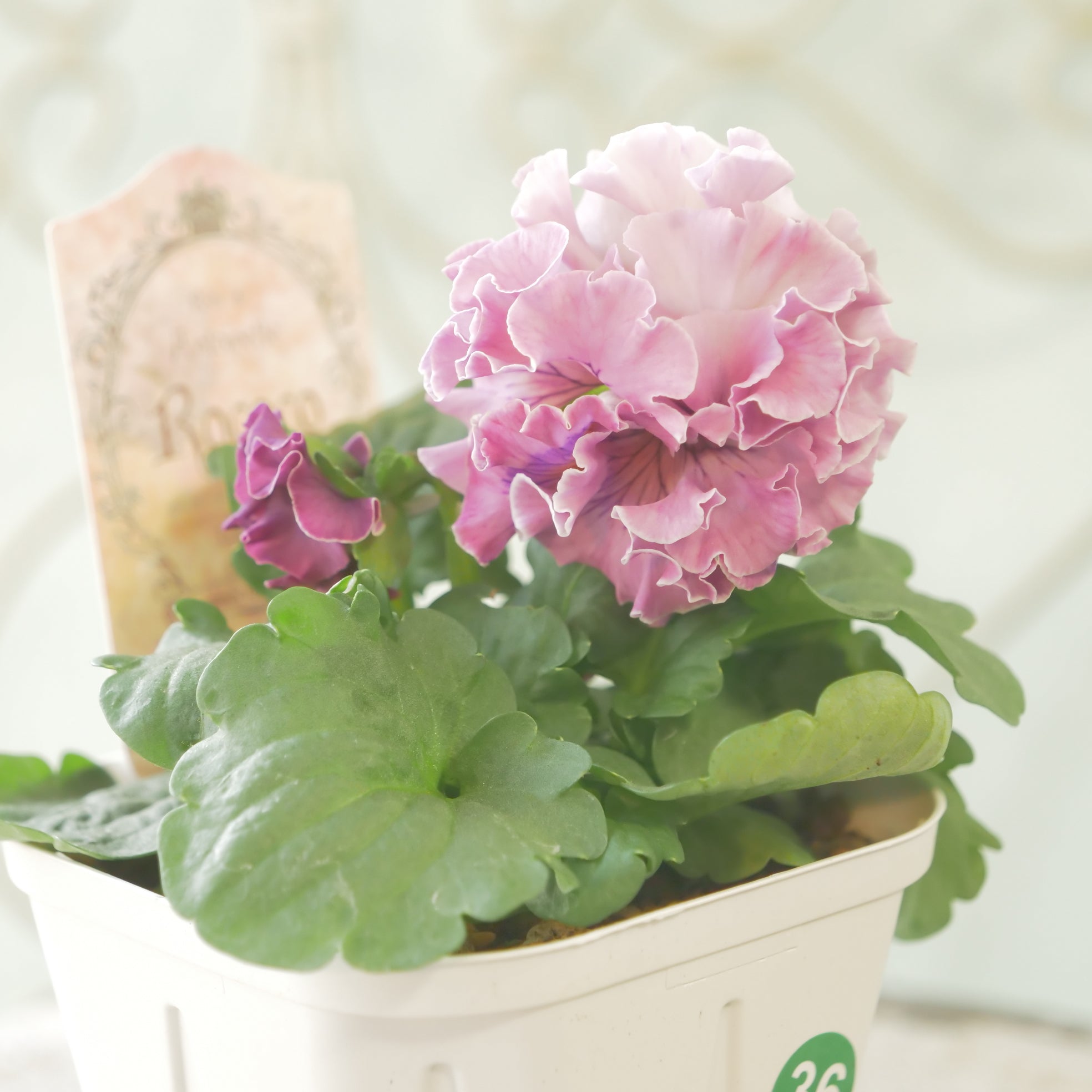 佐藤園芸さんオリジナル パンジー【ローブ・ドゥ・アントワネット