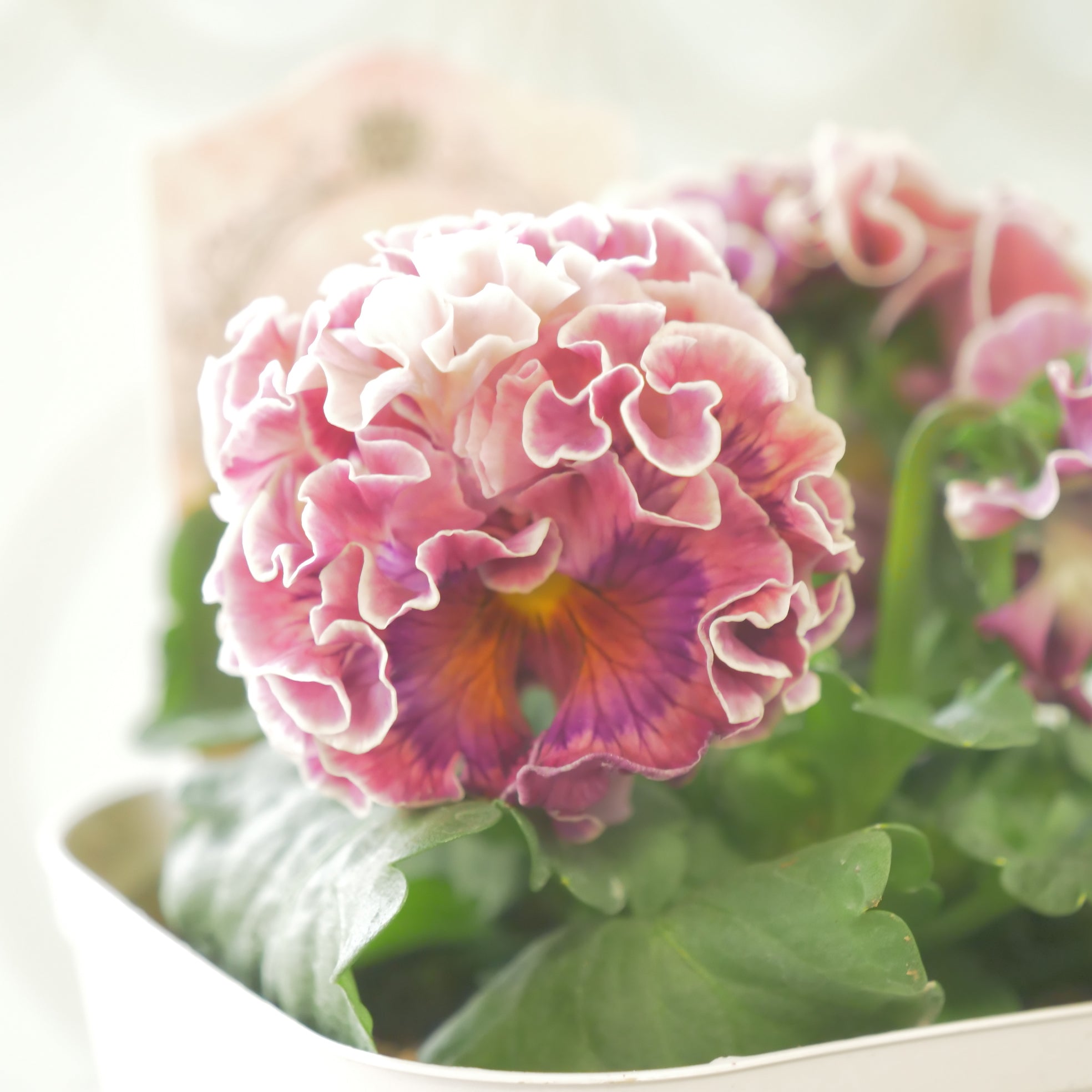 フラワー・ガーデニング Hoa 観葉植物・生花・ドライフラワー通販 SULK GREEN