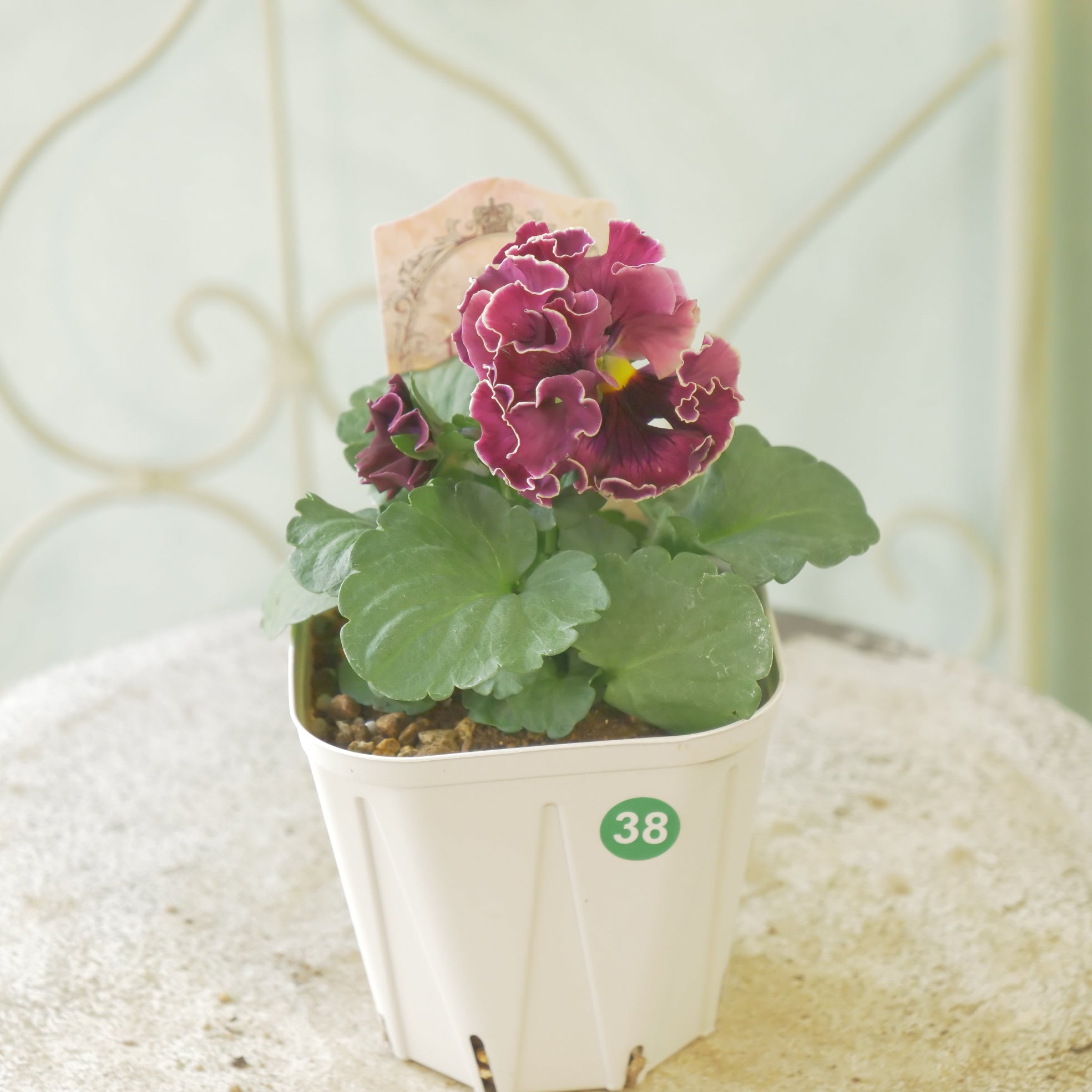 佐藤園芸さんオリジナル パンジー【ローブ・ドゥ・アントワネット