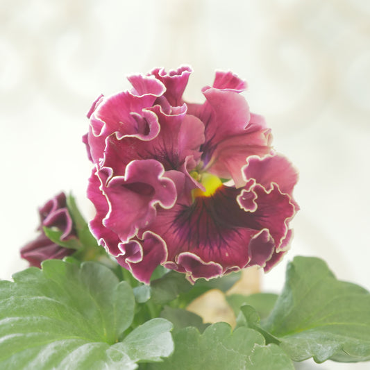 佐藤園芸さんオリジナル　パンジー【ローブ・ドゥ・アントワネット　ロココ】 ㊳