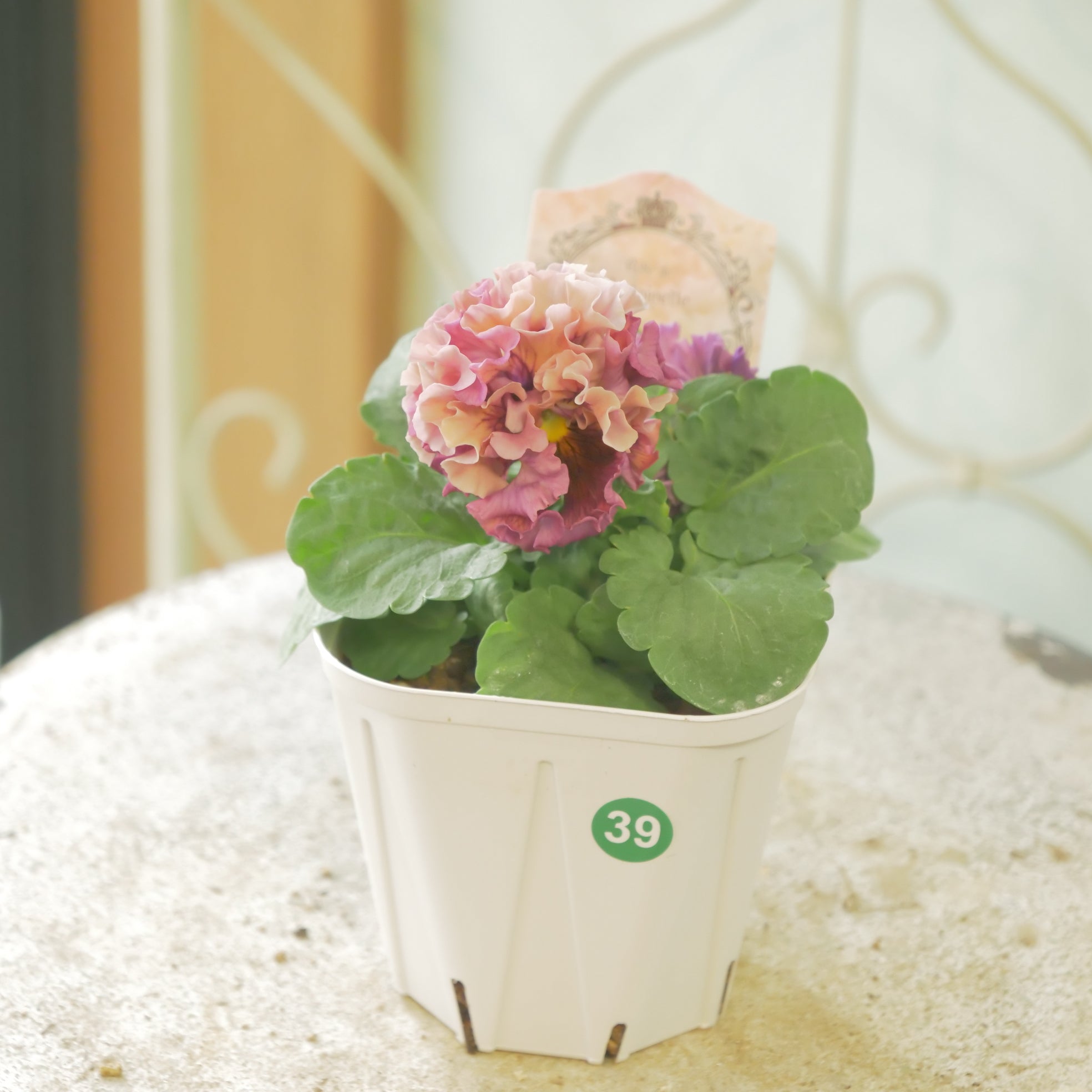 フラワー・ガーデニング trururu tainanote さんの新作スワッグが入荷しました.・*''*・. ユーカリの