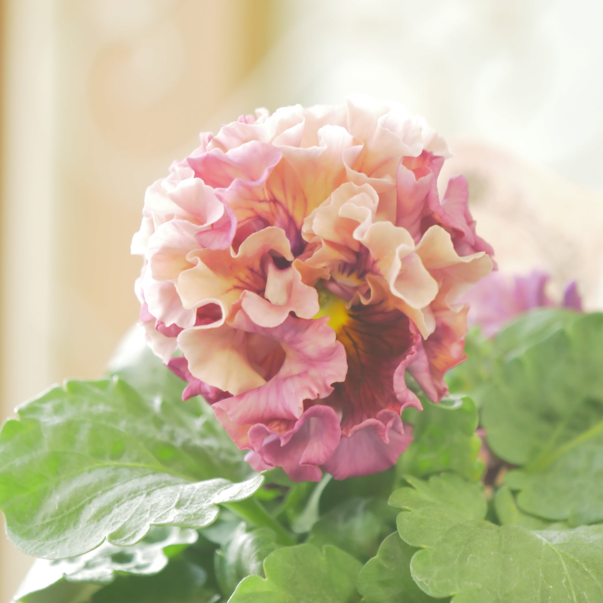 佐藤園芸さんオリジナル パンジー【ローブ・ドゥ・アントワネット