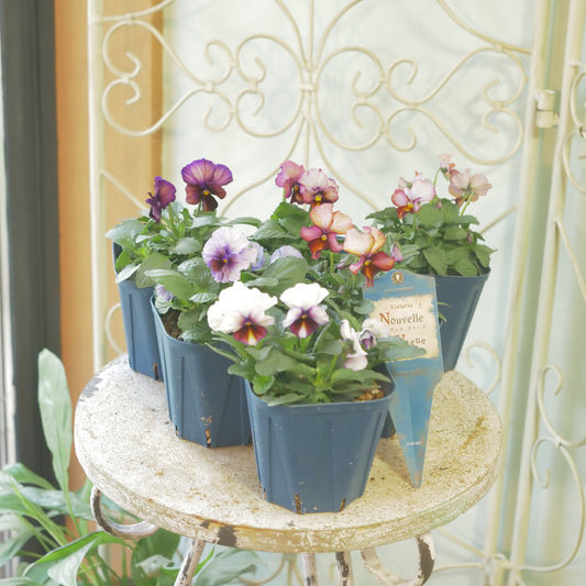 佐藤園芸さんオリジナルビオラ【ヌーヴェルヴァーグ】　水彩画カラー