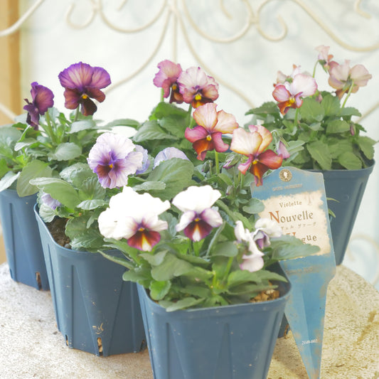 佐藤園芸さんオリジナルビオラ【ヌーヴェルヴァーグ】 水彩画カラー