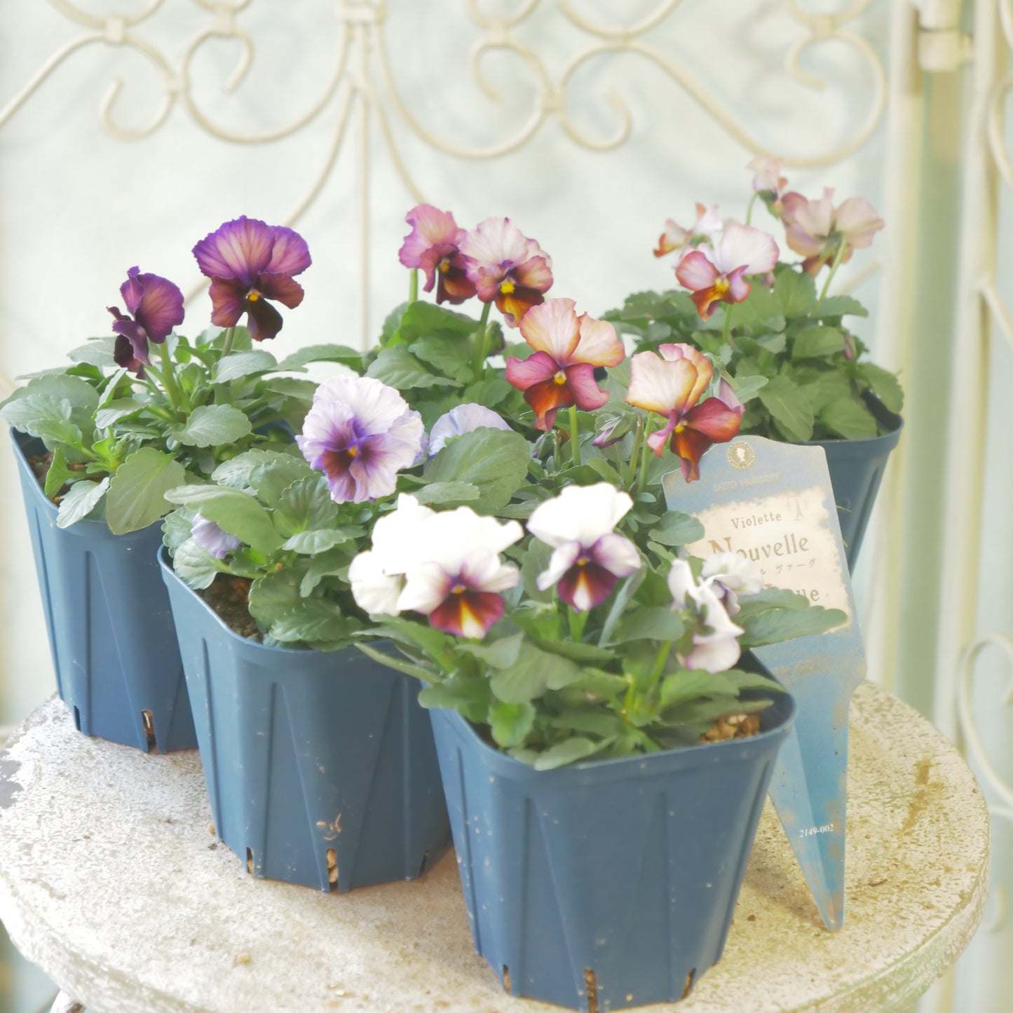佐藤園芸さんオリジナルビオラ【ヌーヴェルヴァーグ】　水彩画カラー