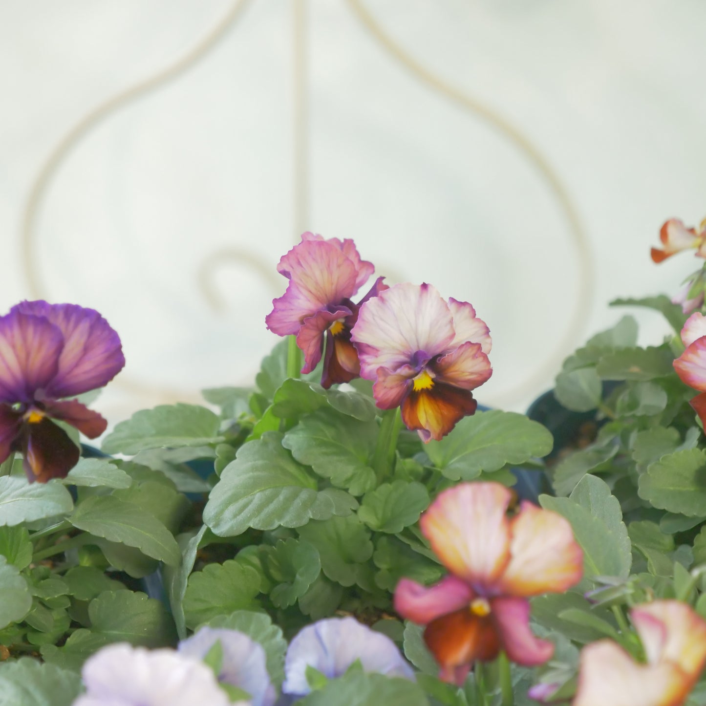 佐藤園芸さんオリジナルビオラ【ヌーヴェルヴァーグ】　水彩画カラー