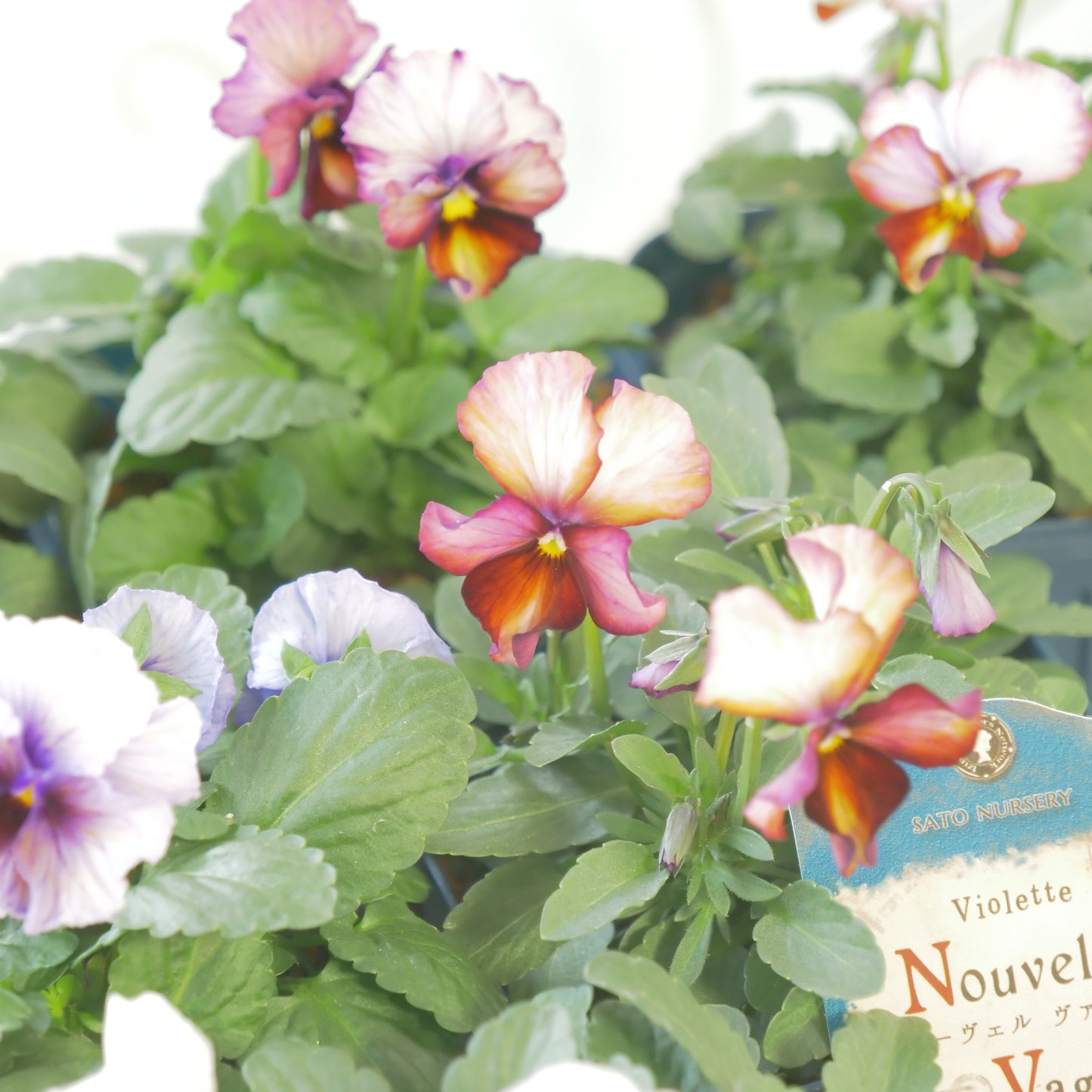 佐藤園芸さんオリジナルビオラ【ヌーヴェルヴァーグ】　水彩画カラー