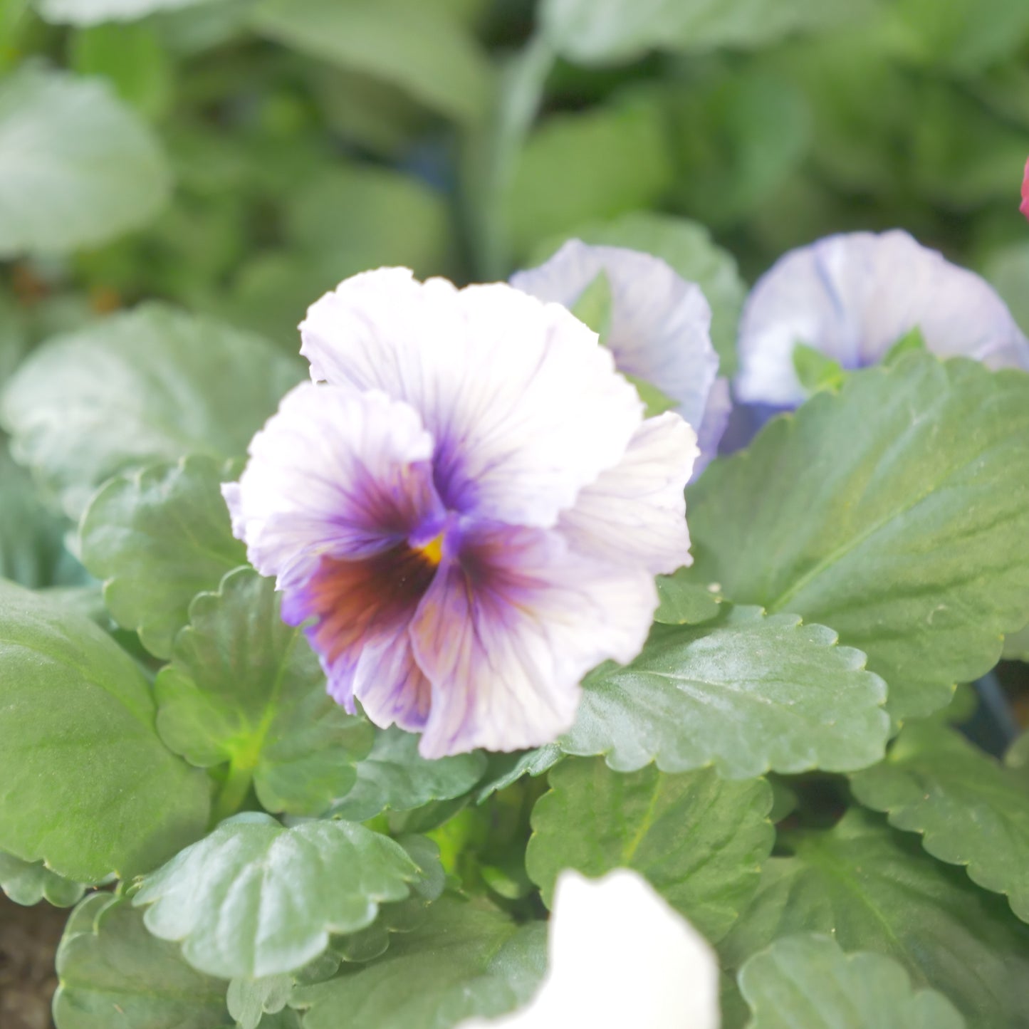 佐藤園芸さんオリジナルビオラ【ヌーヴェルヴァーグ】　水彩画カラー