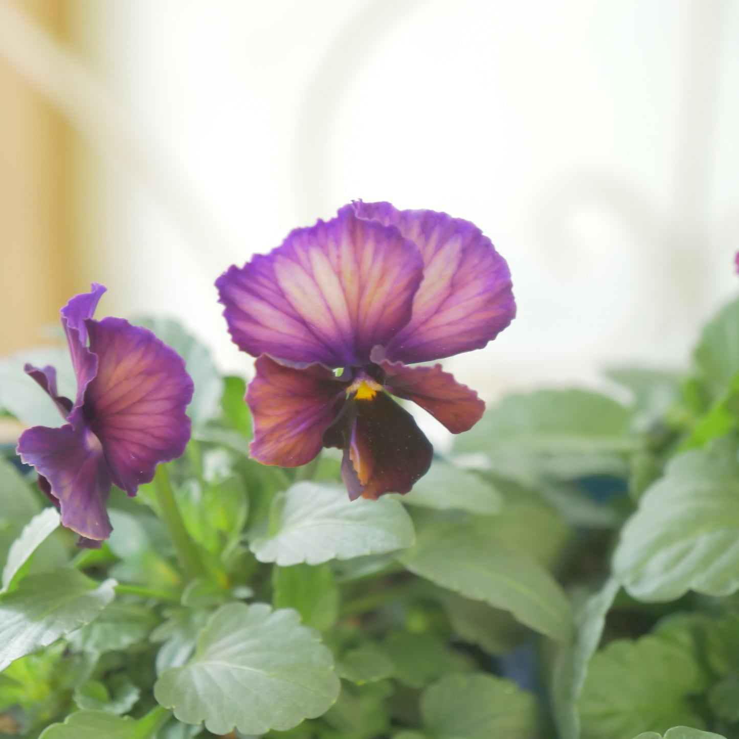 佐藤園芸さんオリジナルビオラ【ヌーヴェルヴァーグ】　水彩画カラー