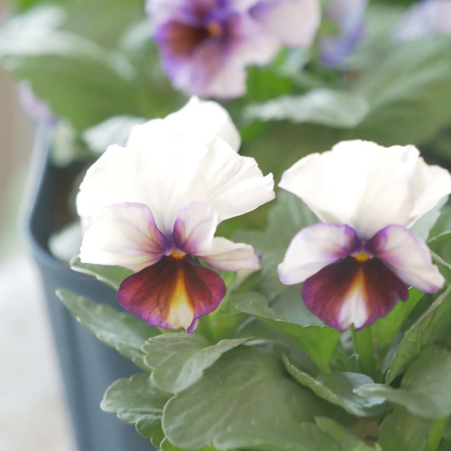 佐藤園芸さんオリジナルビオラ【ヌーヴェルヴァーグ】　水彩画カラー