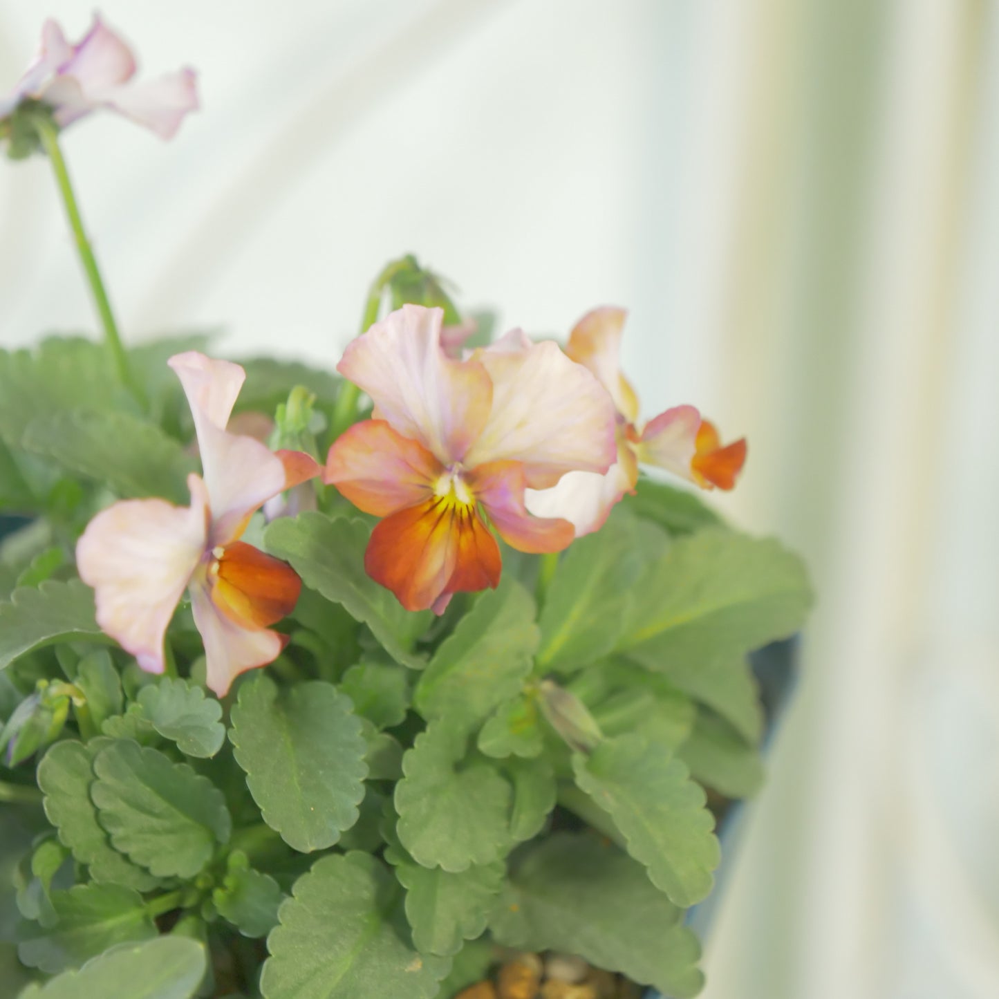 佐藤園芸さんオリジナルビオラ【ヌーヴェルヴァーグ】　水彩画カラー