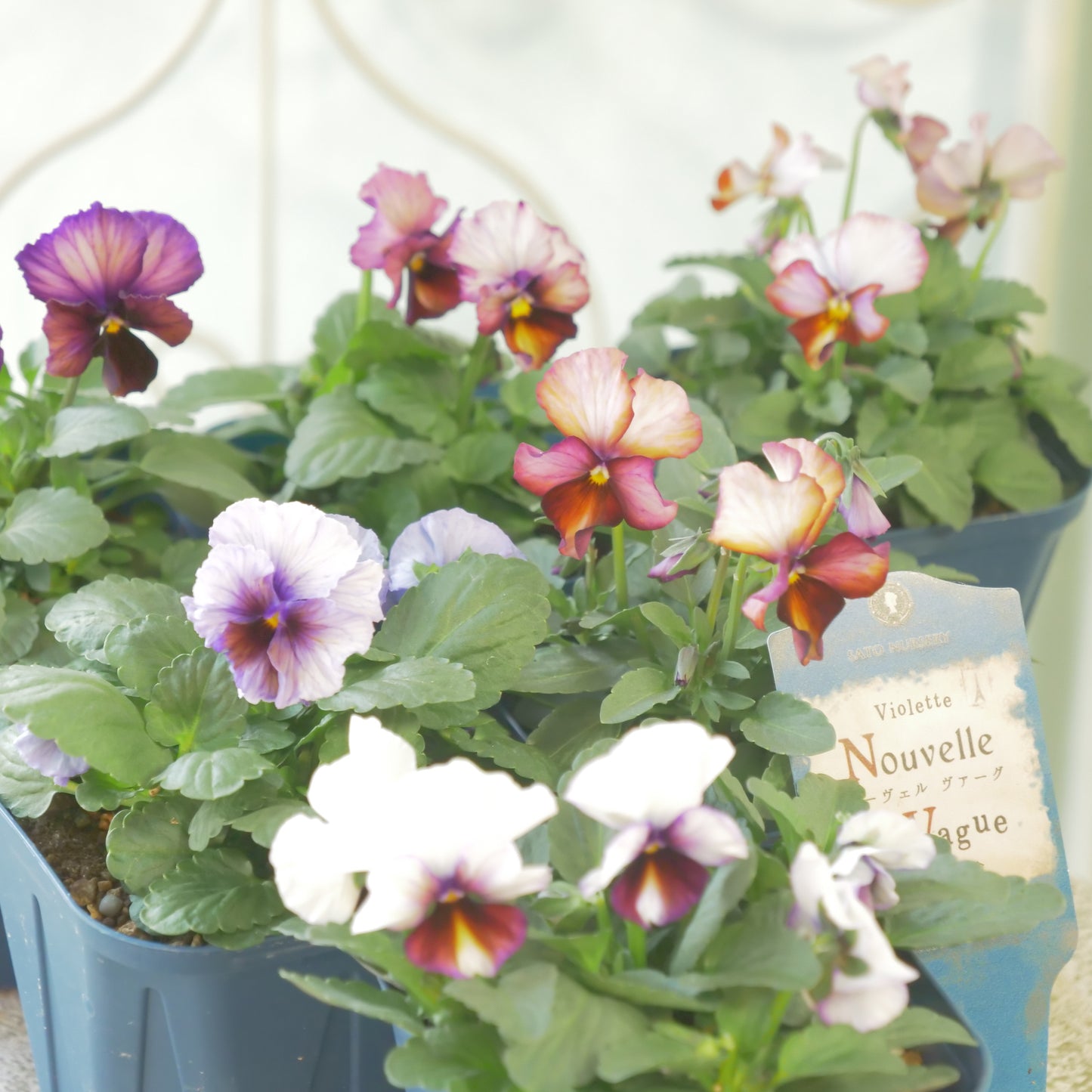 佐藤園芸さんオリジナルビオラ【ヌーヴェルヴァーグ】　水彩画カラー