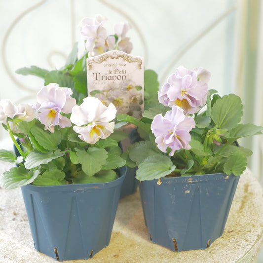 佐藤園芸さんオリジナルビオラ【プチトリアノン】ローランサングレー　新品種！