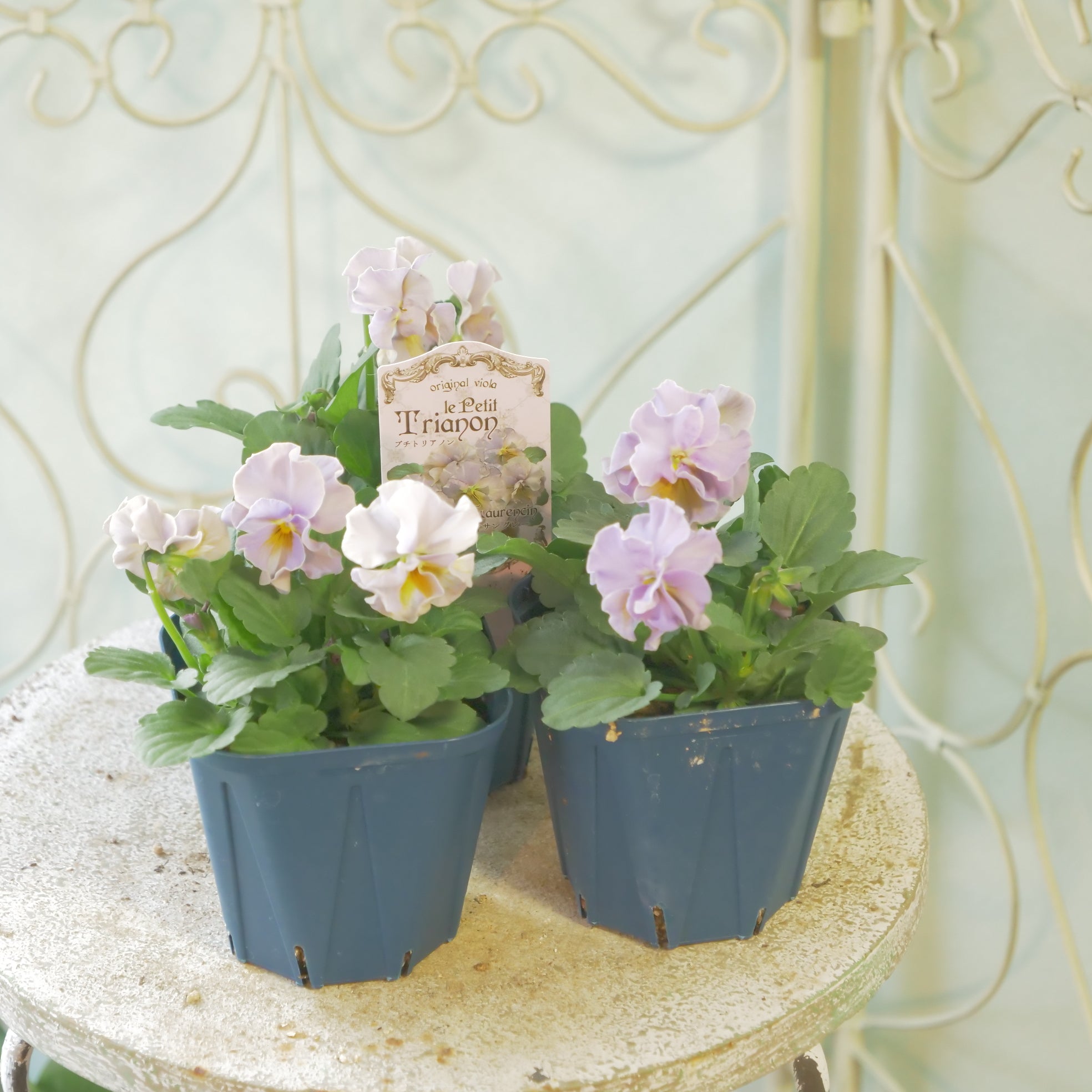 佐藤園芸さんオリジナルビオラ【プチトリアノン】ローランサングレー
