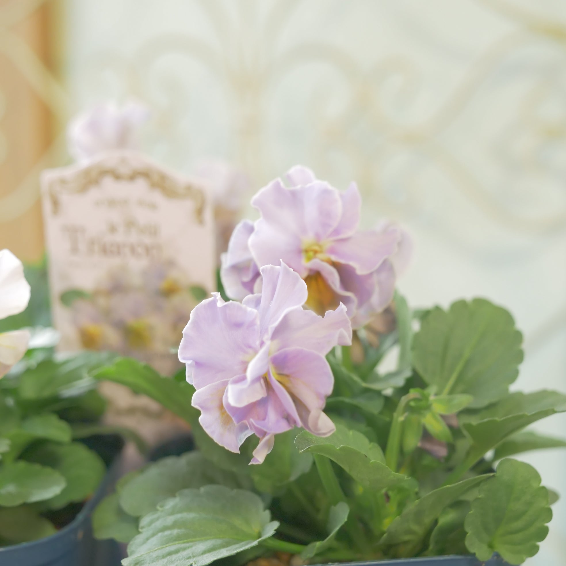 佐藤園芸さんオリジナルビオラ【プチトリアノン】ローランサングレー