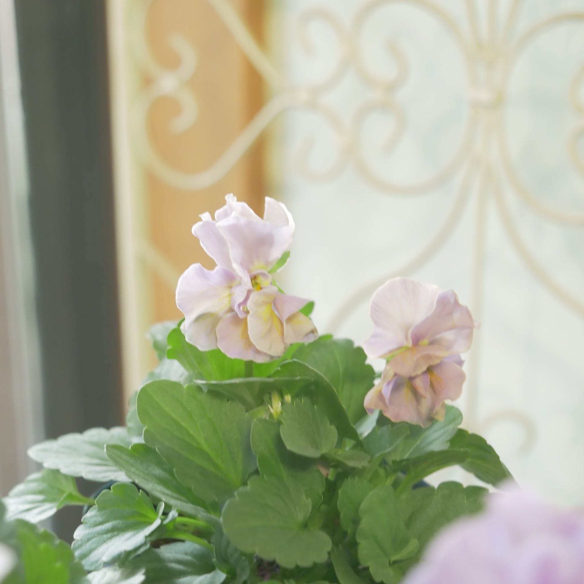 佐藤園芸さんオリジナルビオラ【プチトリアノン】ローランサングレー