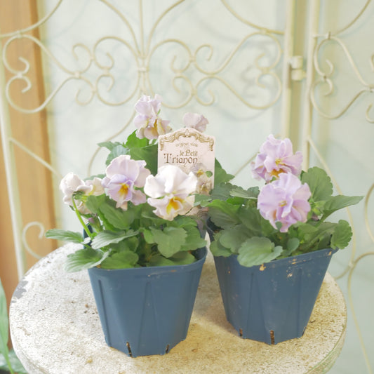 佐藤園芸さんオリジナルビオラ【プチトリアノン】ローランサングレー　新品種！