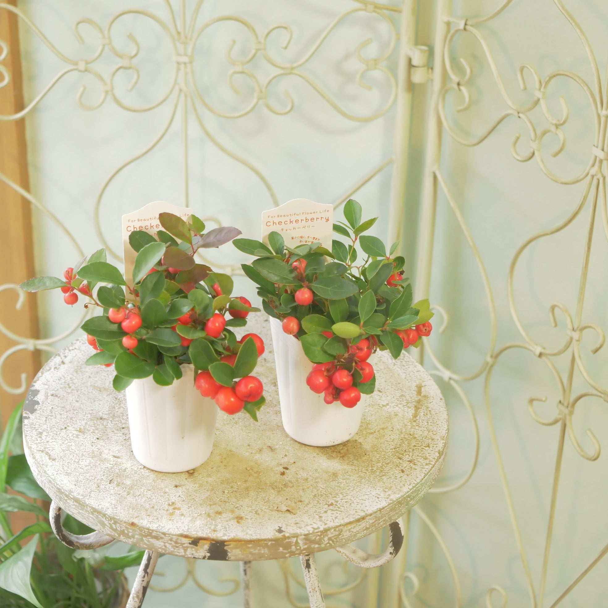 フラワー・ガーデニング Hoa 観葉植物・生花・ドライフラワー通販 SULK GREEN