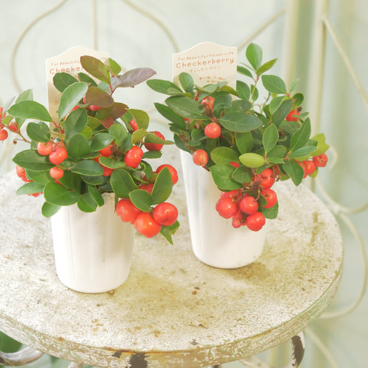 【チェッカーベリー】 2.5寸の寄せ植えに使いやすいサイズ！