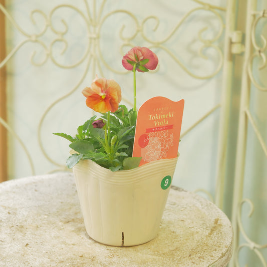 奥田園芸さんオリジナル ときめきビオラ 【チリペッパー】⑨