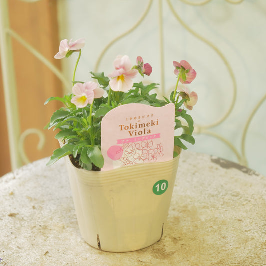 奥田園芸さんオリジナル ときめきビオラ 【ブルーミングピンク】10