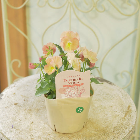 奥田園芸さんオリジナル ときめきビオラ 【ベビーピンクメロウ】11