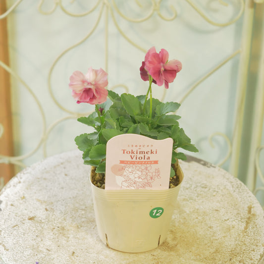 奥田園芸さんオリジナル ときめきビオラ 【ベビーピンクメロウ】12
