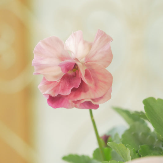 奥田園芸さんオリジナル ときめきビオラ 【ベビーピンクメロウ】12