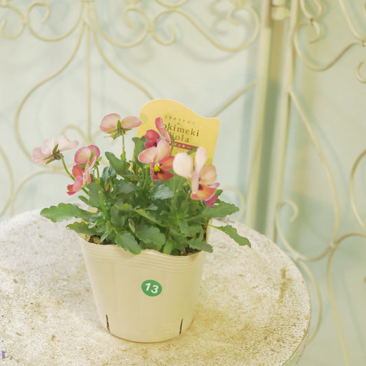 奥田園芸さんオリジナル ときめきビオラ 【ディアミッキー】13