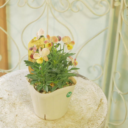 奥田園芸さんオリジナル ときめきビオラ 【ディアミッキー】14