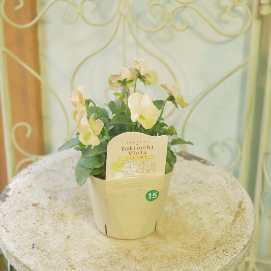 奥田園芸さんオリジナル ときめきビオラ 【ひらひら蝶々】15