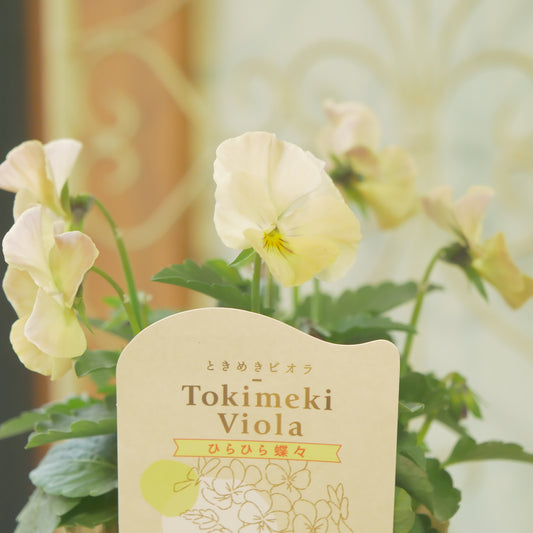奥田園芸さんオリジナル ときめきビオラ 【ひらひら蝶々】15