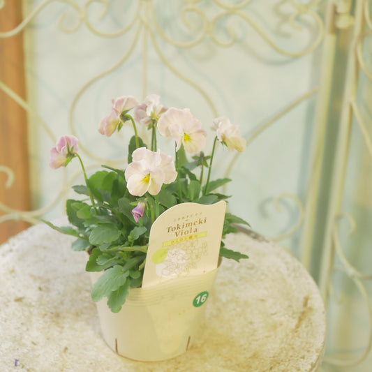 奥田園芸さんオリジナル ときめきビオラ 【ひらひら蝶々】16