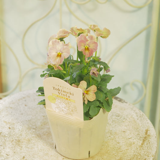 奥田園芸さんオリジナル ときめきビオラ 【ひらひら蝶々】17