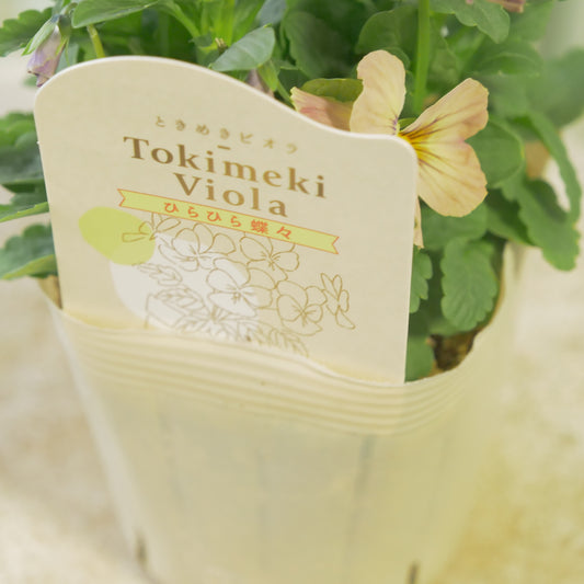 奥田園芸さんオリジナル ときめきビオラ 【ひらひら蝶々】17