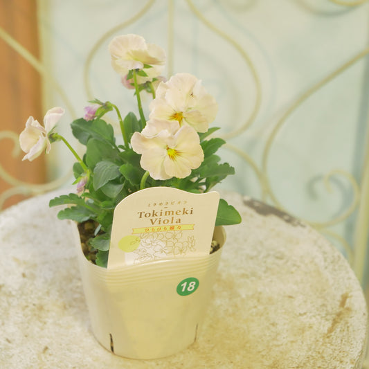 奥田園芸さんオリジナル ときめきビオラ 【ひらひら蝶々】18