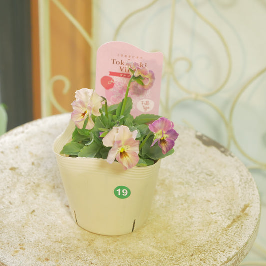 奥田園芸さんオリジナル ときめきビオラ 【フルフリル】19