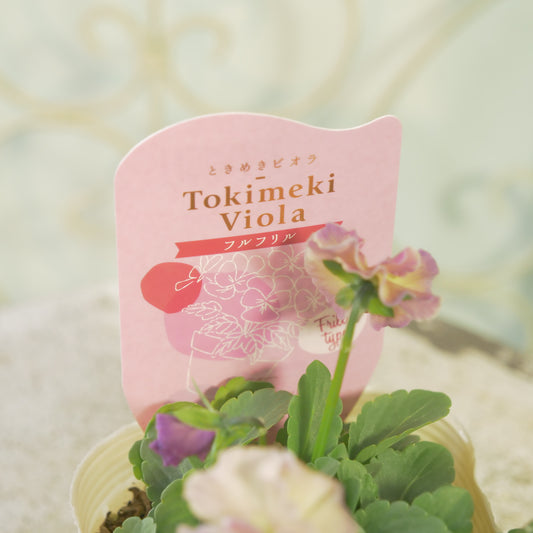 奥田園芸さんオリジナル ときめきビオラ 【フルフリル】19