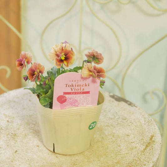 奥田園芸さんオリジナル ときめきビオラ 【フルフリル】20