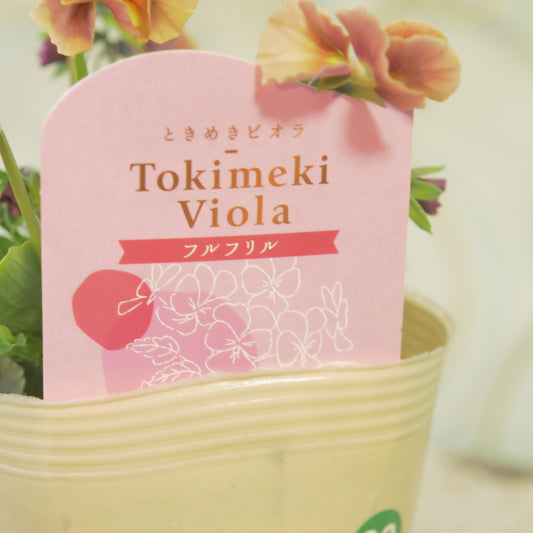 奥田園芸さんオリジナル ときめきビオラ 【フルフリル】20