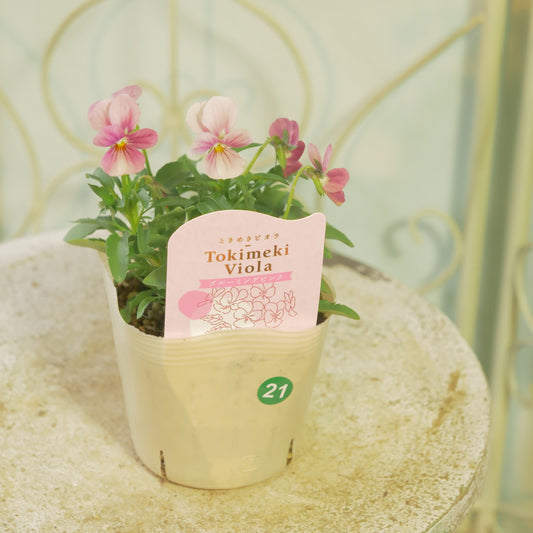 奥田園芸さんオリジナル ときめきビオラ 【ブルーミングピンク】21