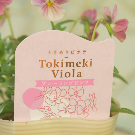 奥田園芸さんオリジナル ときめきビオラ 【ブルーミングピンク】21