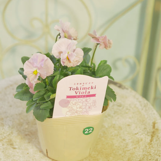 奥田園芸さんオリジナル ときめきビオラ 【ビリビリ】22